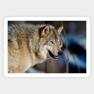 Grey Wolf Sticker